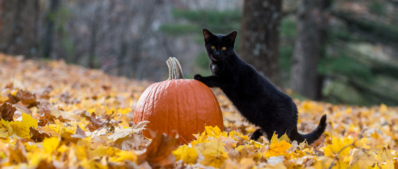 Shop For Cats