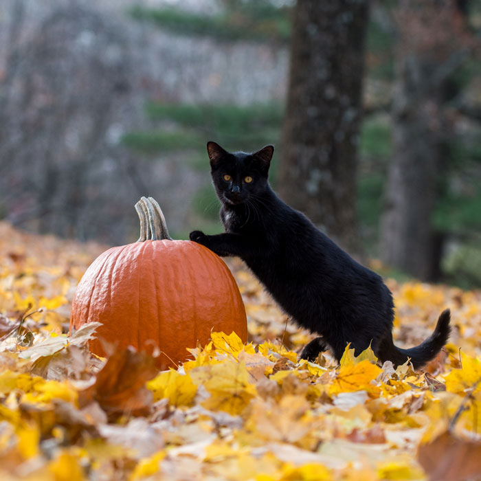 Shop for Cats