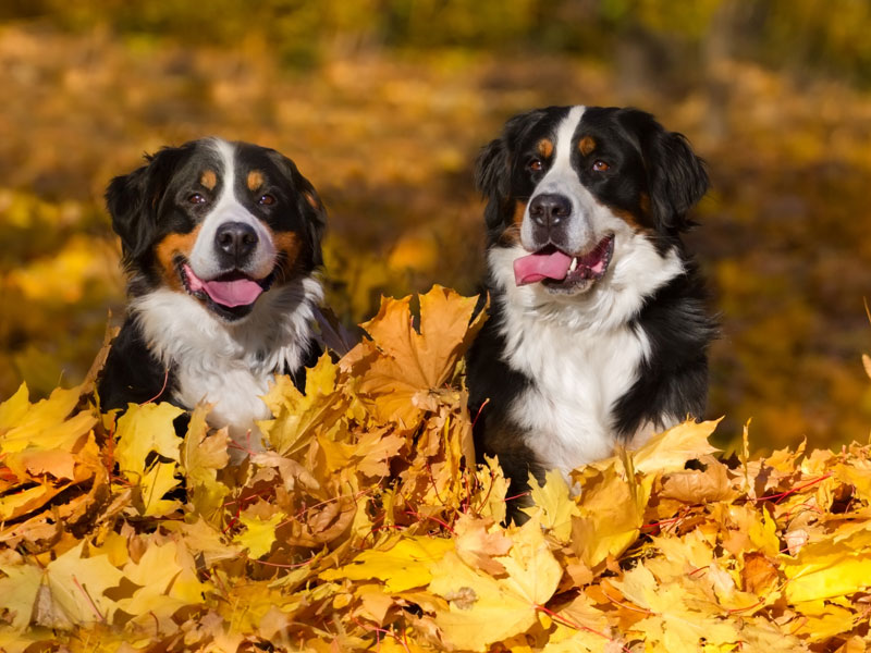 Shop For Dogs