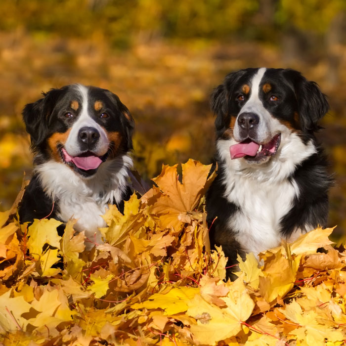 Shop For Dogs