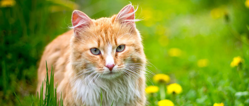 Shop For Cats
