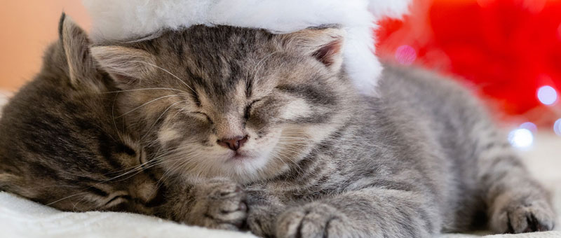 Shop For Cats