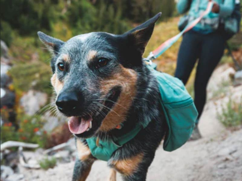 Shop For Dogs