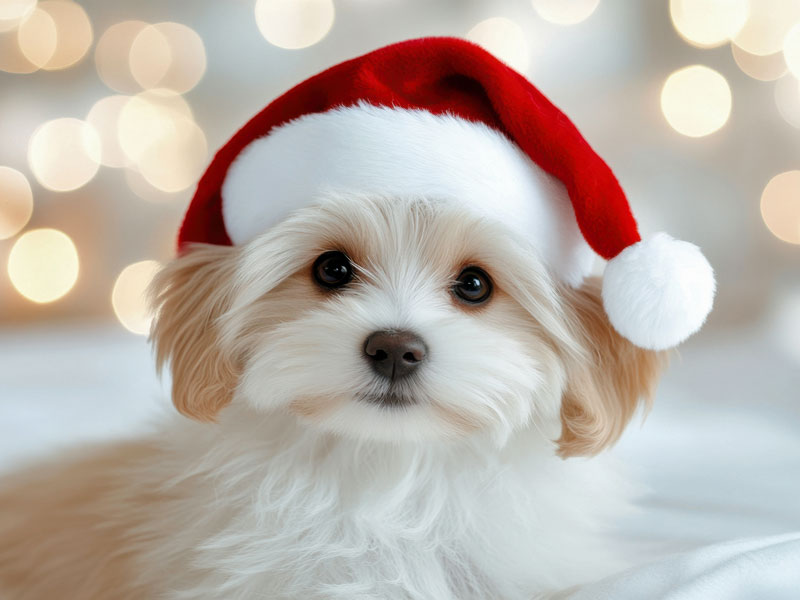 Shop Lupine Collars & Harnesses For Dogs