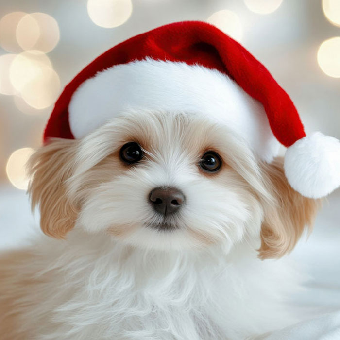 Lupine Collars & Harnesses For Dogs