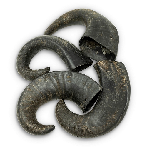 Wild Eats - Water Buffalo Horns