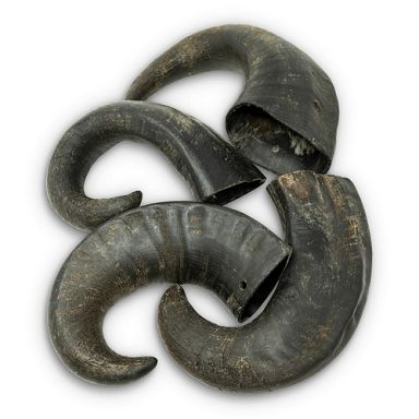 Wild Eats - Water Buffalo Horns