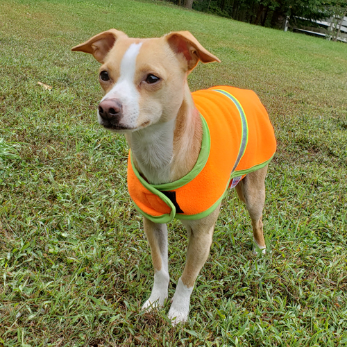 Blaze orange on sale dog coat