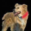 Nite Ize - Nite Dawg® LED Collar Cover - Popular Favorite!