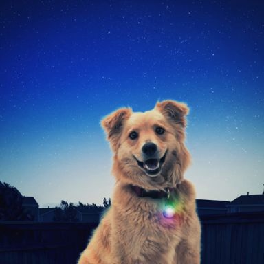 Nite Ize -  SpotLit® Collar Light - Disc-O Select™