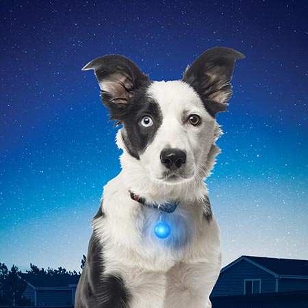 Nite Ize SpotLit® Collar Light - Best Sellers!