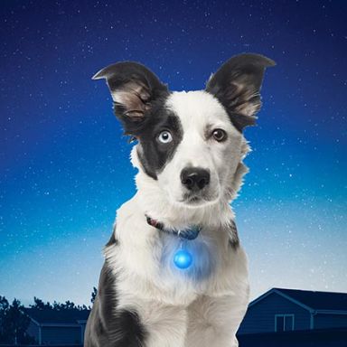 Nite Ize SpotLit® Collar Light - Best Sellers!