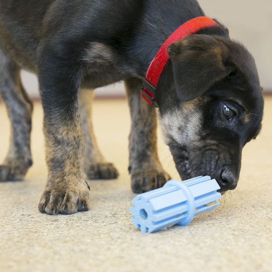 Pet Day: Shop interactive dog toys for energetic puppies