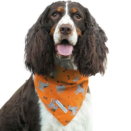 insect shield for dogs