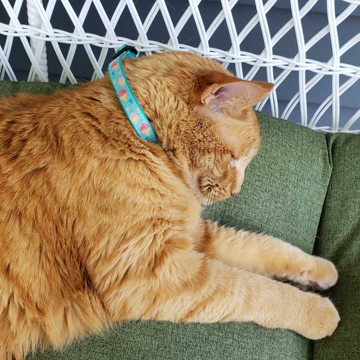 Lupine Limited Edition Microbatch For Cats