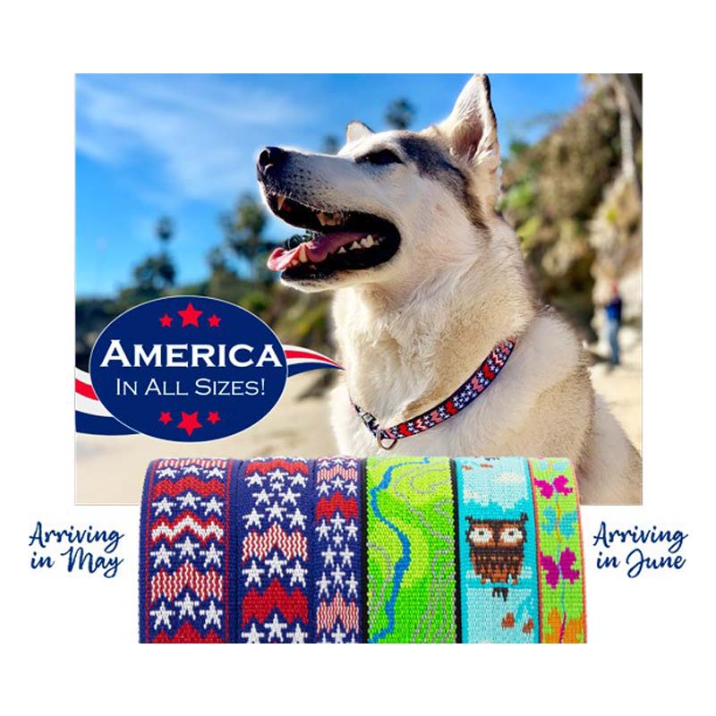 Lupine Dog Collars Four Your Paws Only