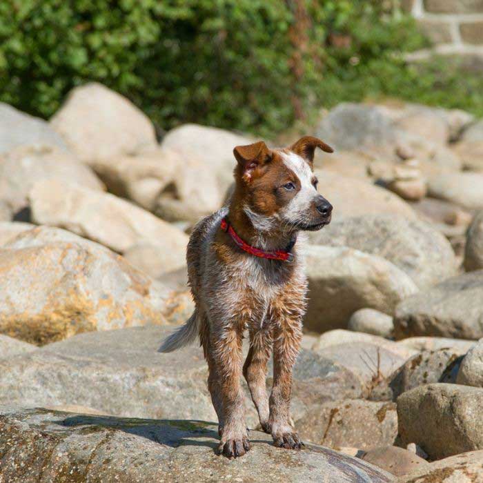 Lupine Limited Edition Microbatch For Dogs