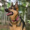 Original Designs Dog Collar