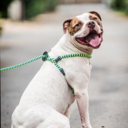 Harness Leads - No Pull - Best Seller!